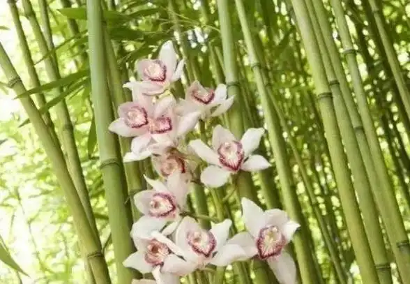 俗语"竹子开花,赶紧搬家",竹子开花有啥预兆?为何要搬家?