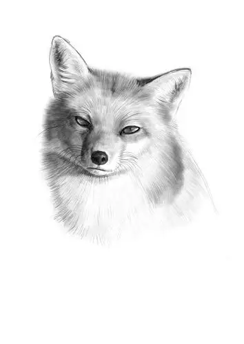 原创作品:写实小狐狸