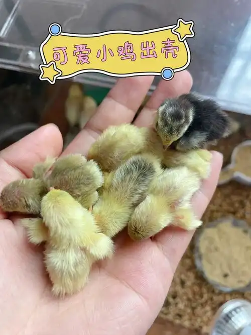 可爱小鸡出壳啦瓦灰礼服派特瓦灰都有