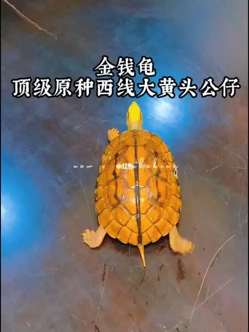 金钱龟顶级原种西线大黄头公仔