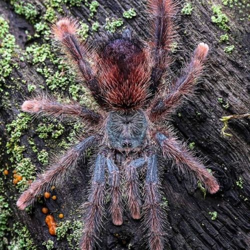 巴西巨人粉趾 宠物蜘蛛 秘鲁紫圭亚那同属无毒网红