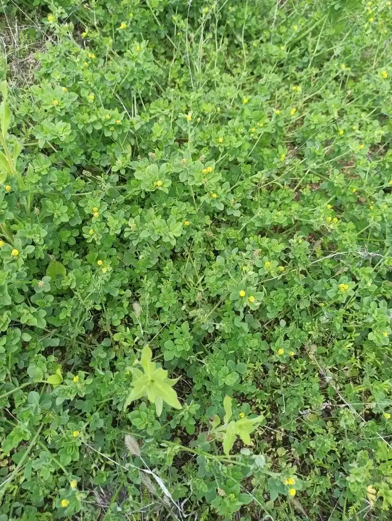 可是为什么叫天蓝苜蓿呢你知道么?