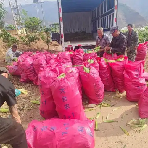 【媒体助农】乌东德镇:200亩鲜食玉米上市!