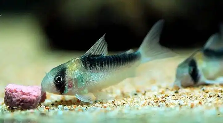 黑金红头鼠鱼