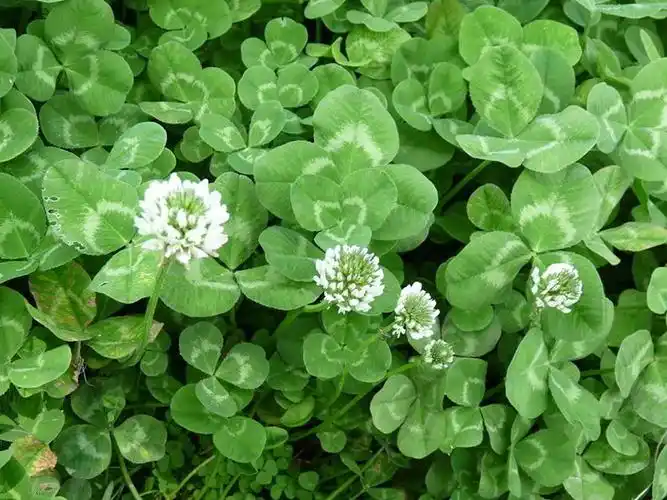 >白三叶 产品分类 绿肥系列 草坪效果图 草坪种子