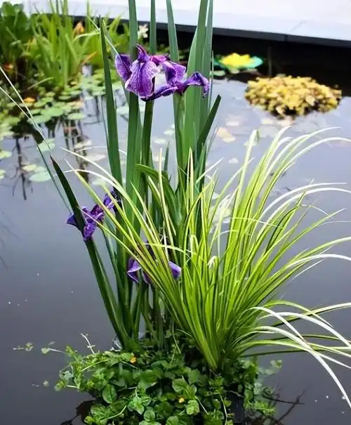 河边石头上的"杂草",看似廉价却是珍贵的石菖蒲,价值很高
