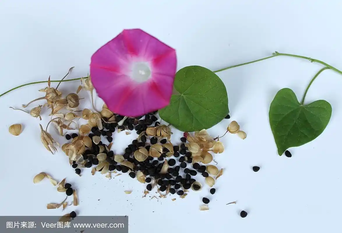 牵牛花是一种有叶子和种子的植物