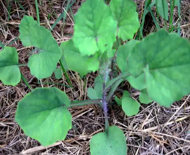 一点红的功效(蒲公英和一点红的功效)