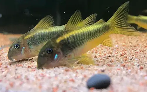 晒晒金线金 - 异型鼠鱼 - cta南美水族 - powered by discuz!