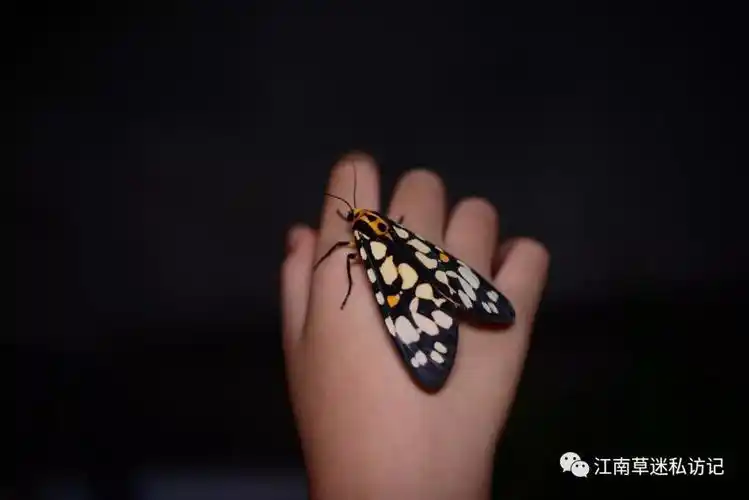 丽水葛竹夏令营回顾-蛾类(1)_蛾子