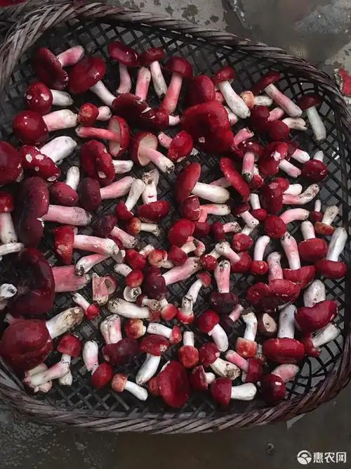 云南红菇,生红菇