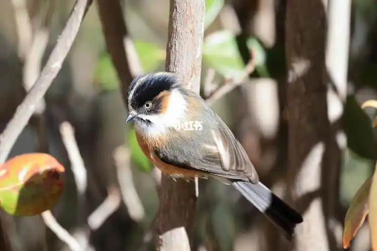 特别特别近的黑眉长尾山雀