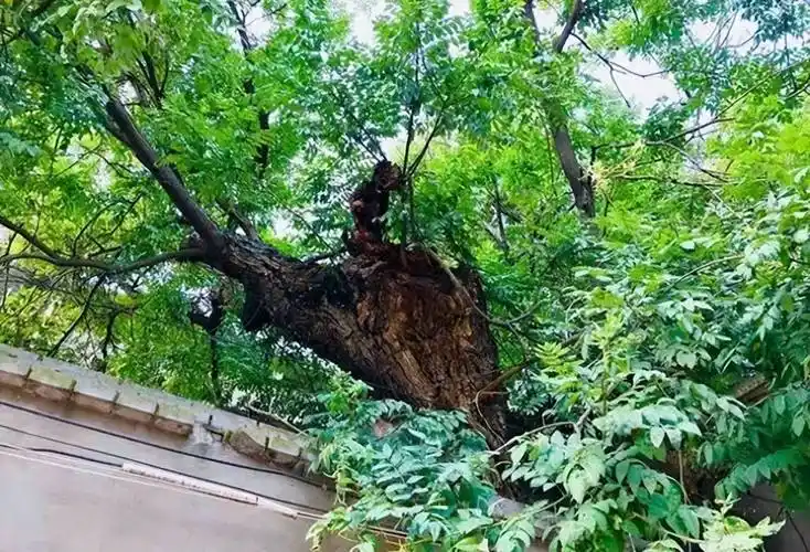 奉劝大家,这5种"阴树"别种在家附近,老祖宗传下来的话得听!