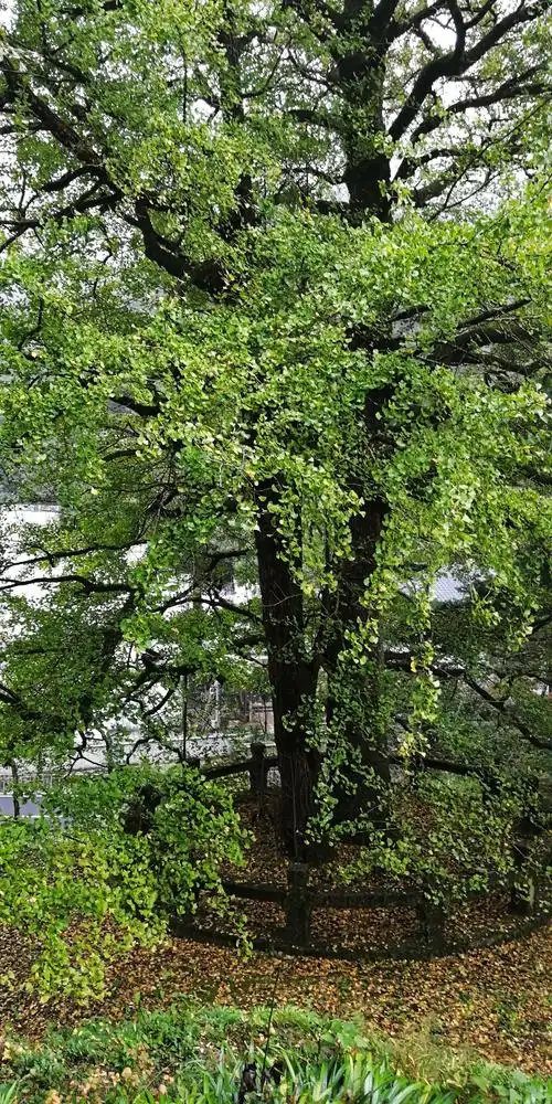 古老的银杏树枝繁叶茂.