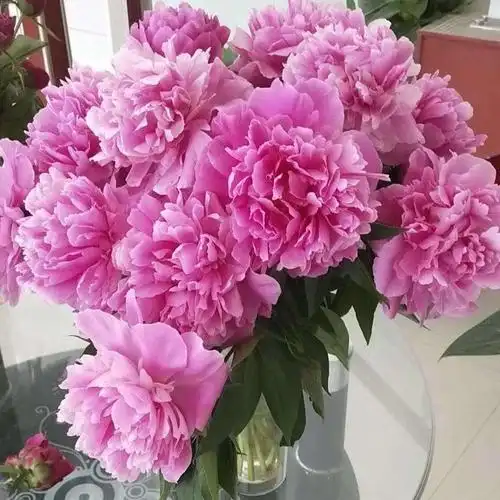 芍药苗菏泽盆栽芍药花-观赏价值高-打造景区花海模式-小区绿化均可