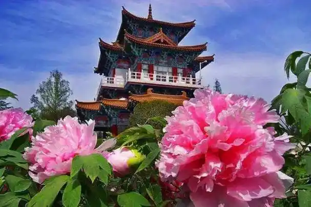 一起去旅行@洛阳牡丹园(4月19日)