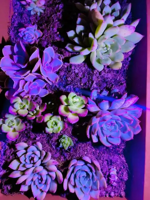 我爱我的多肉#我的多肉植物  #多肉花盆