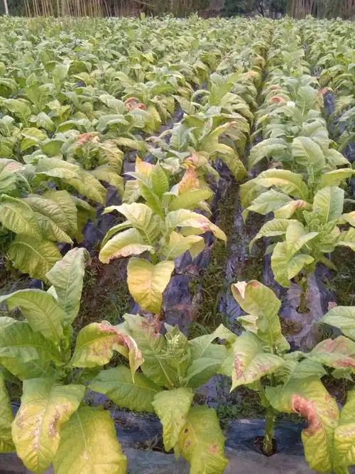 宁化2万亩烟叶突遭烈日灼伤