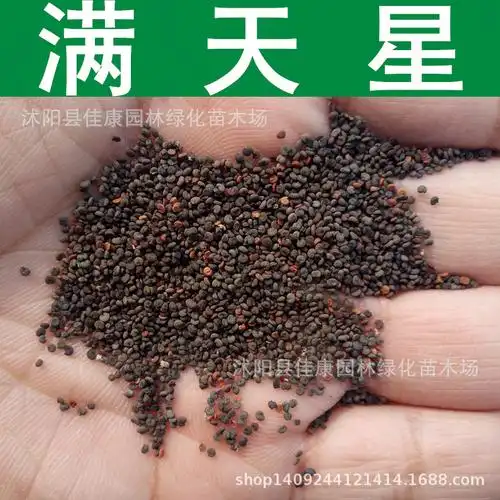 草花种子满天星种子霞草花卉满天星种子花色随机1件1斤