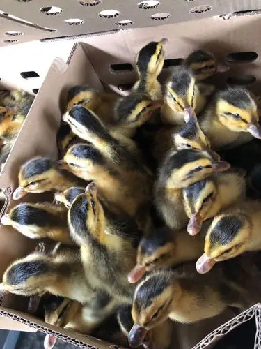 四点花麻鸭苗 正品 包邮