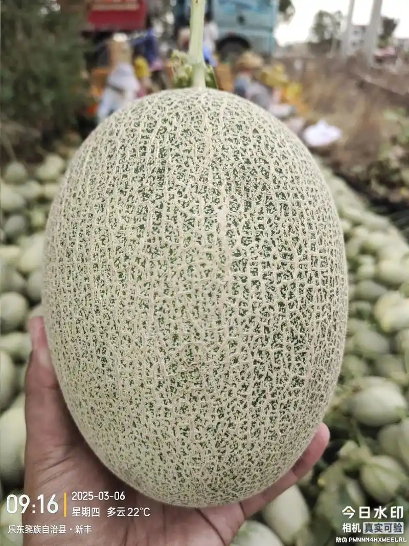 2025丰收季节#海南沙地小蜜瓜 #丰收的季节硕果累累 再接