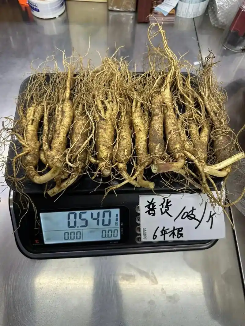 国参新开河人参.长白山国参新开河人参 人参年龄:8年 规格: - 抖音