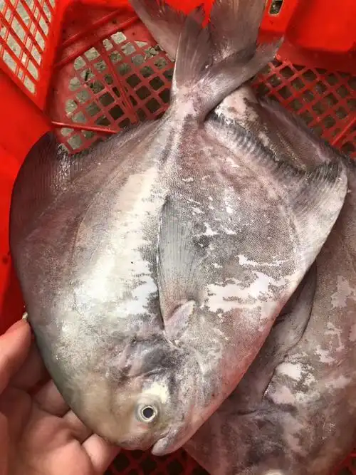 【野生大斗鲳鱼】 鳍鱼之王,纯正野生,肉质鲜美,1条1-3斤 新鲜捕捞杀