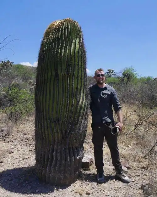 原产地的仙人球又大又美!