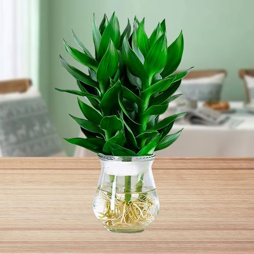 水培富贵竹观音植物盆栽室内办公室客厅绿植水养绿植