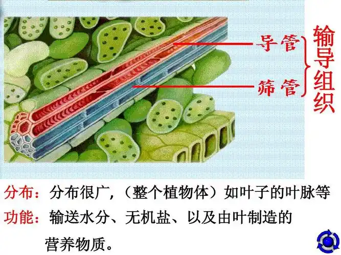 组织 课件  北师大七年级上 输 导 组 织 分布:分布很广, (整个植物体
