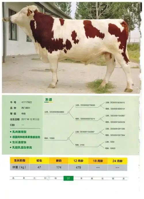 优良种公牛冻精