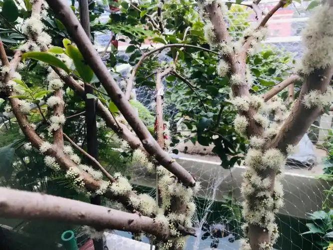 四季红妃嘉宝果