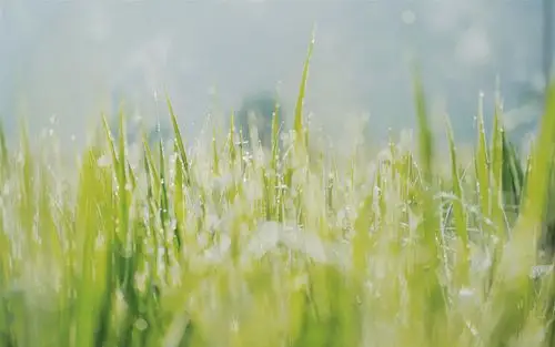 小清新植物ins风高清桌面壁纸