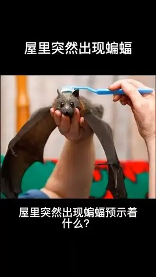 屋里突然出现蝙蝠预示着什么