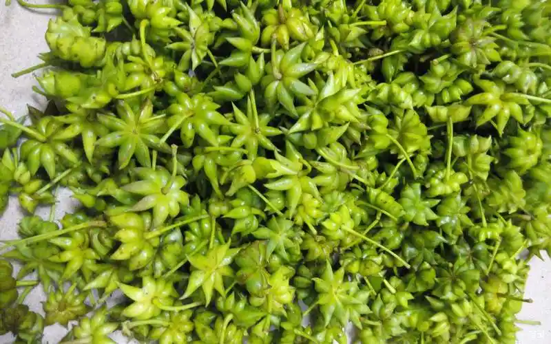 供应 八角 大茴香 香辛料