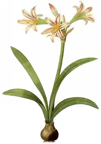 花朵,水仙花,手绘,植物花卉手绘水仙花图片 花朵,水仙花,手绘