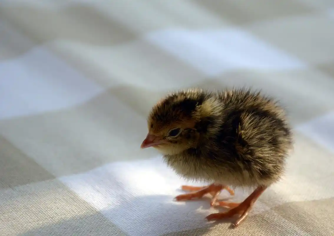 鹌鹑(宠物/动物)20160404