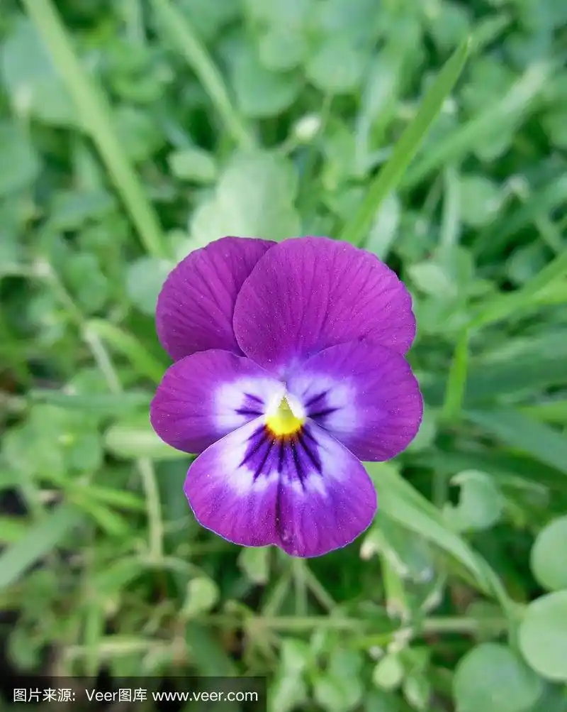 单一的紫色三色堇