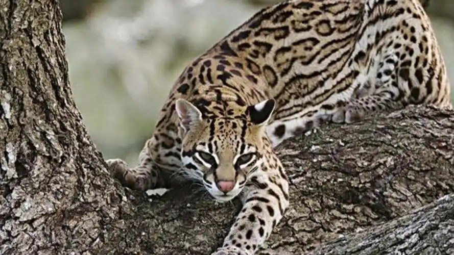 连云港云台山惊现珍稀动物豹猫,冰清绢蝶族群