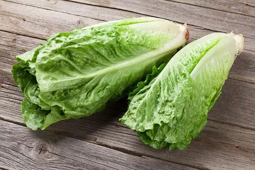 凯萨必备|romaine lettuce / cos lettuce 罗马莴苣