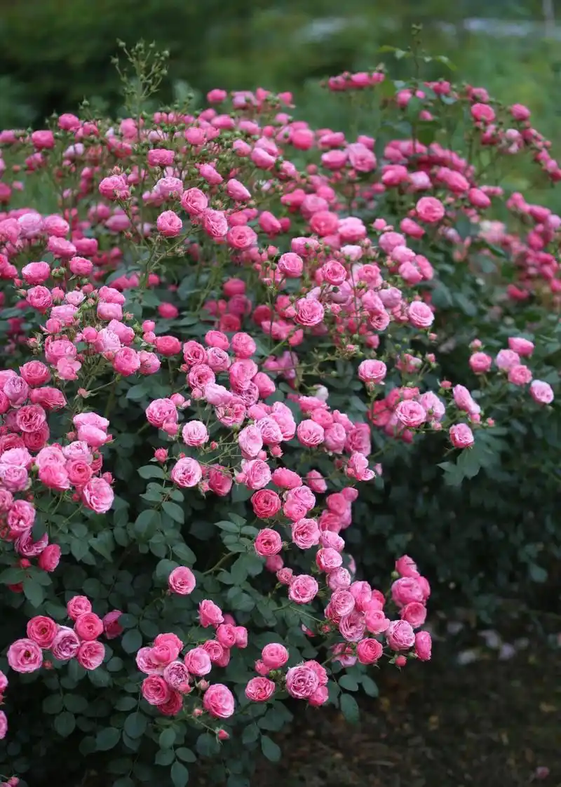 藤本月季品种26615:艾拉绒球 艾拉绒球 pomponella 粉色花,小轮花