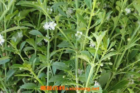 离子草的功效与作用离子草的药用价值