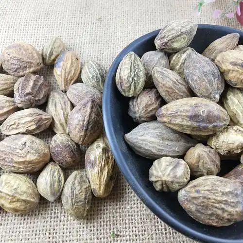 无硫新货 中药材 柯子 大金果 金柯子 诃子 支持药检 承接订单