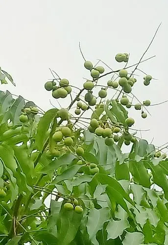 参观余甘子无患子