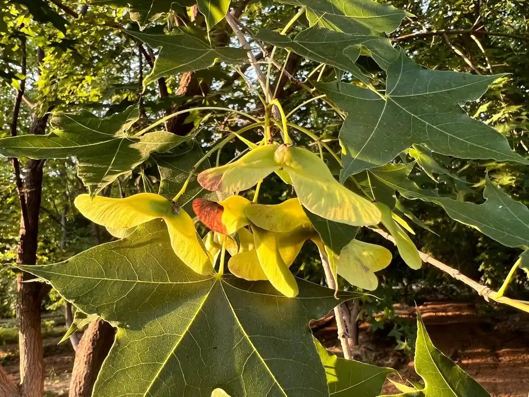 元宝枫～～五彩缤纷 元宝枫～～北方的著名的秋色叶观赏树种,地位无可