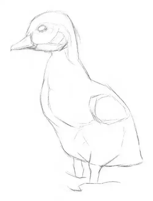 素描动物入门:素描小鸭子的绘画步骤