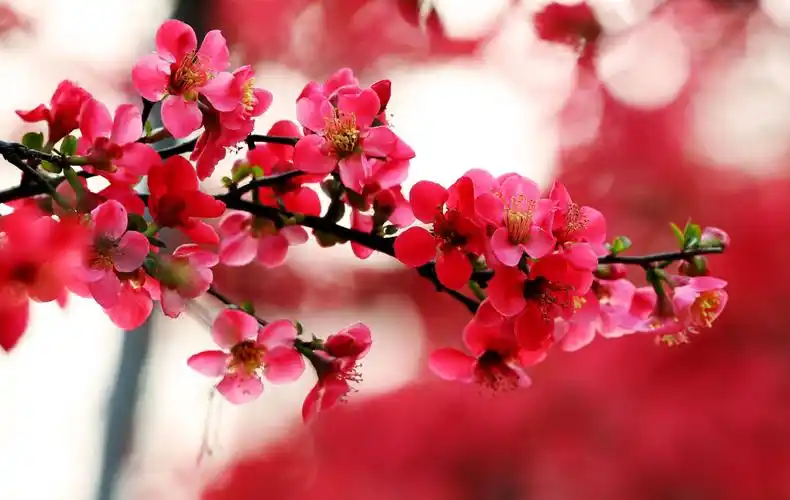 "淡淡微红色不深,依依偏得似春心" 一一记三月莫愁湖拍摄海棠花