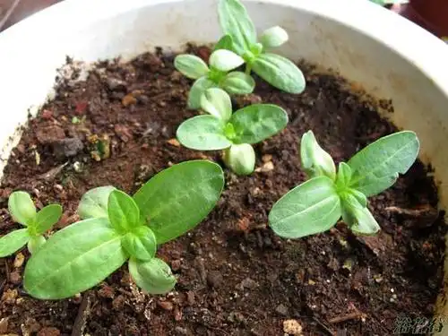 百日草:3.1号播的,两片真叶啦!