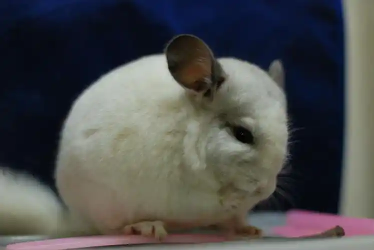 p> a target="_blank" href="/item/毛丝鼠/3032766" data-lemmaid="