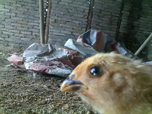 差不多20天的小鸡眼肿,流泪怎么办?